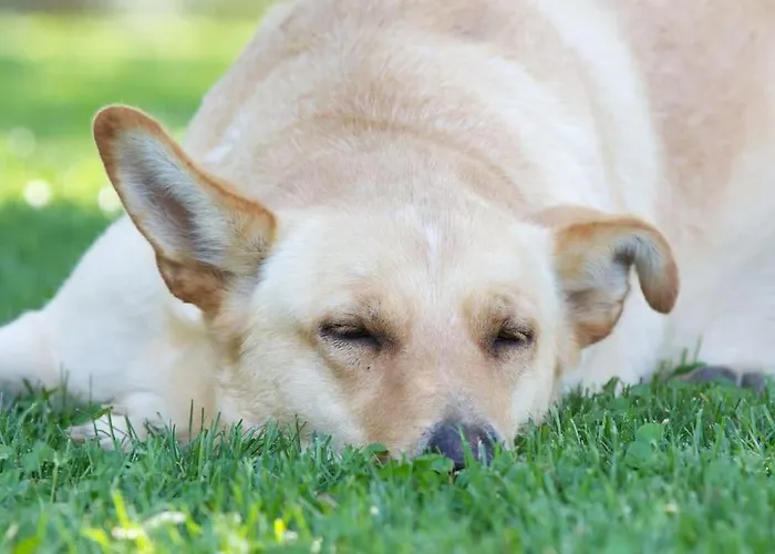 Renaissance: In Maremma, Vicina Al Mare *
